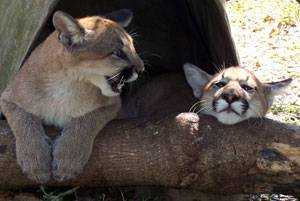 Pumas