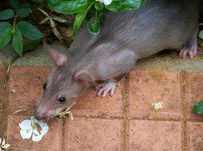 APOPO Herorat Ziko