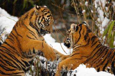 21st Century Tiger